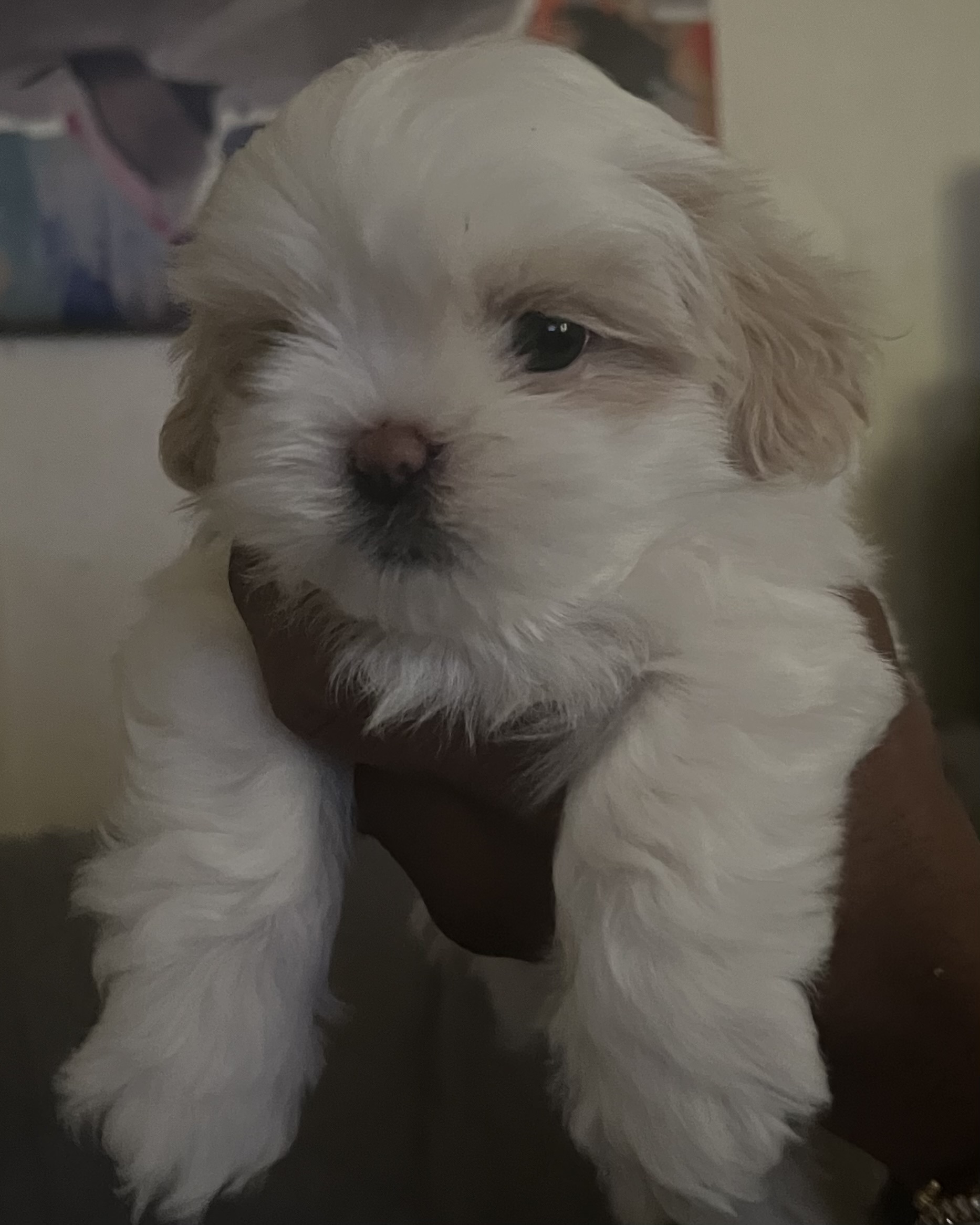 One of our canine patients during a wellness visit