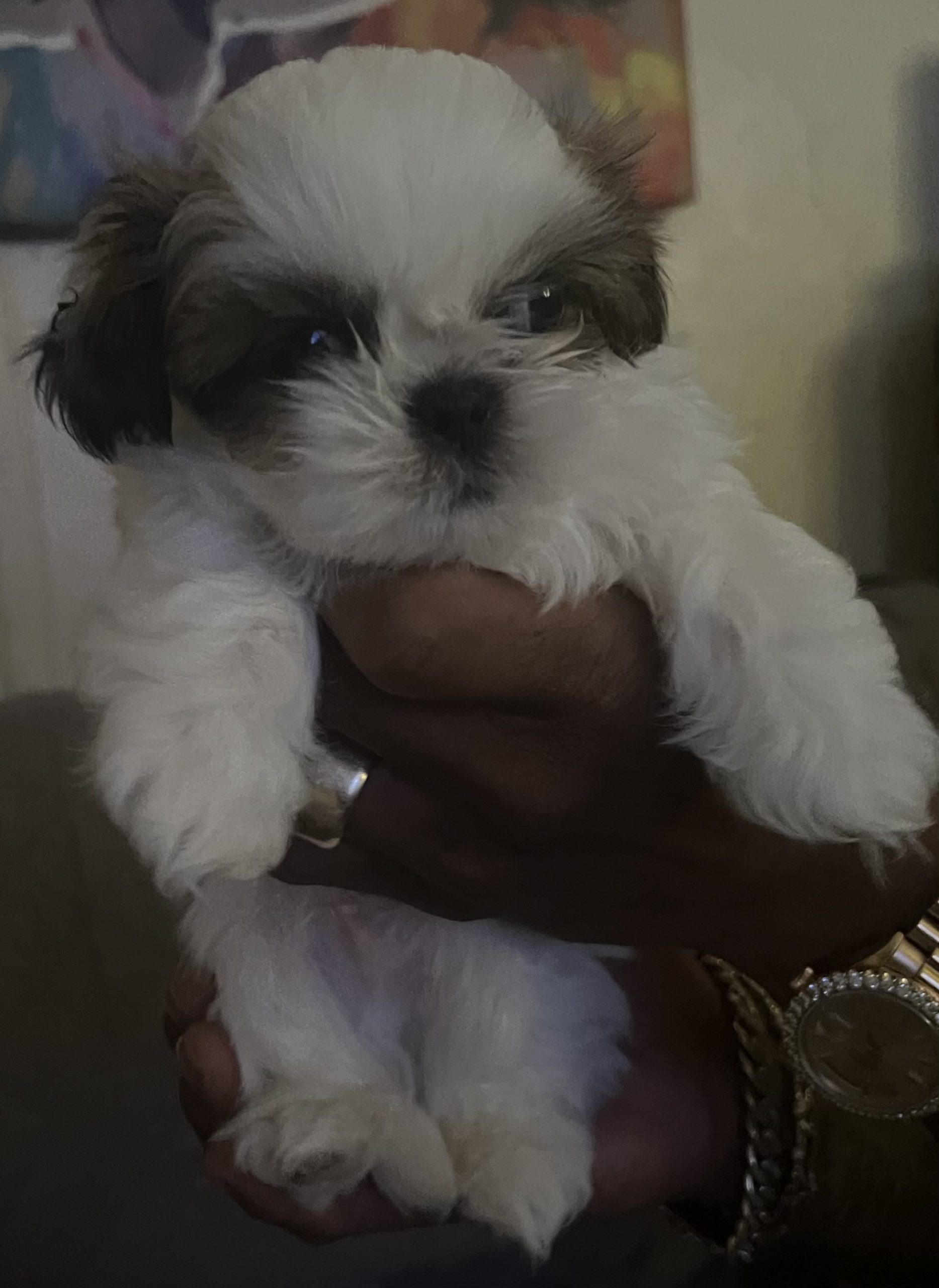 Our veterinarians providing attentive care during an examination